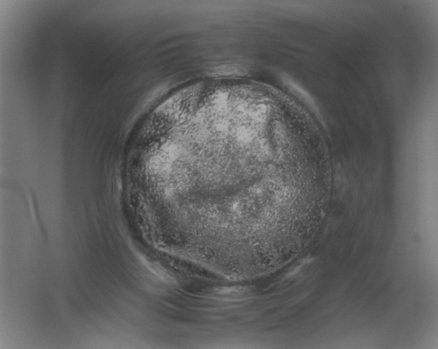 X0000062170059200512231637