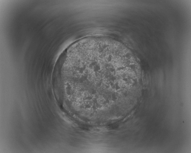 X0000062170099200512231637