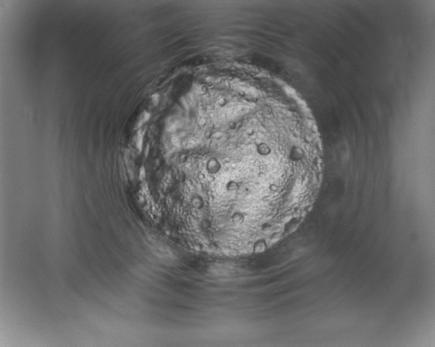 X0000062170177200512231636