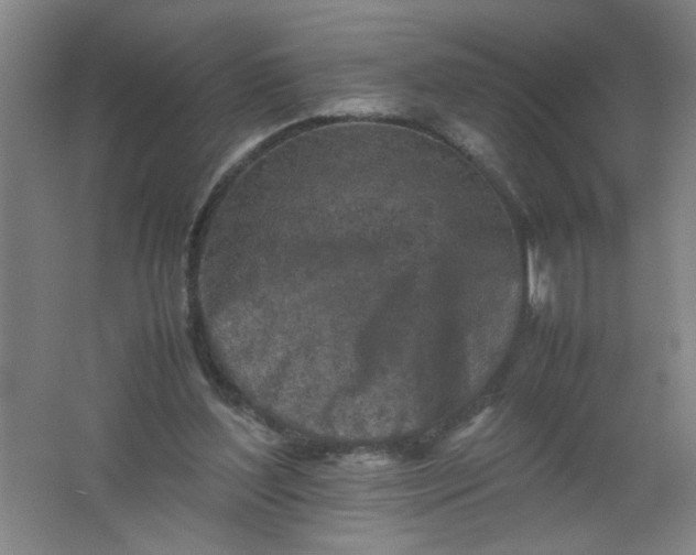 X0000062170204200512231635