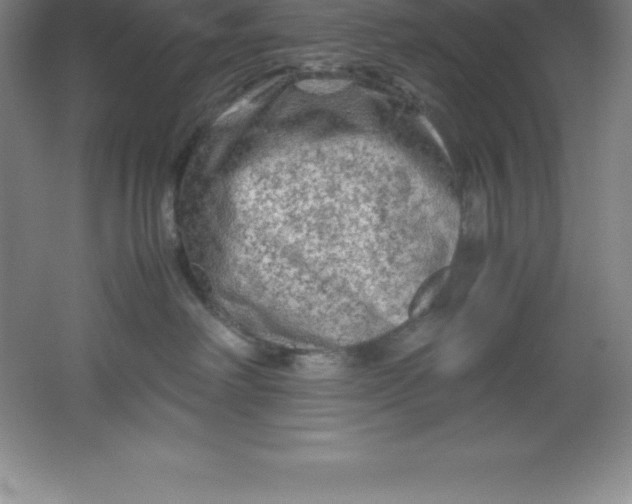 X0000062170238200512231634