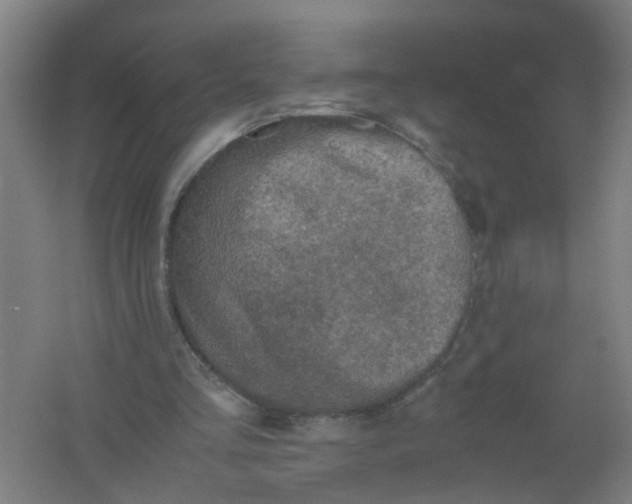 X0000062170293200512231633