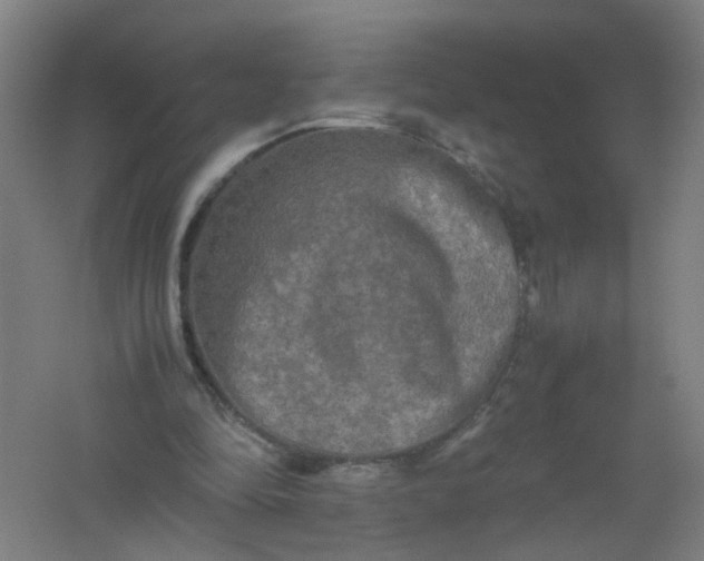 X0000062170294200512231633