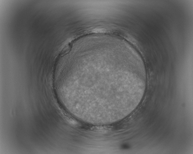 X0000062170297200512231633