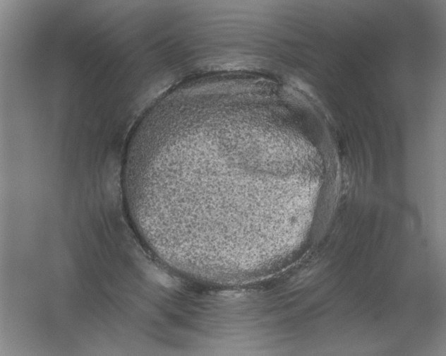 X0000062170394200512231632