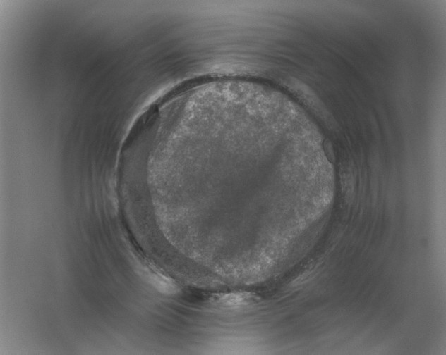 X0000062170488200512231630