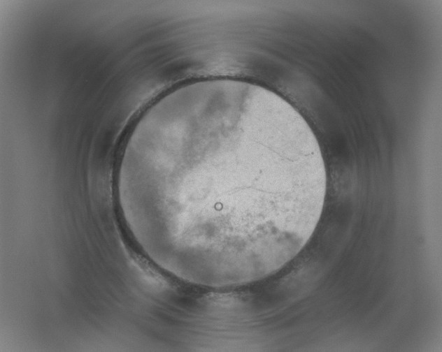 X0000062170534200512231629