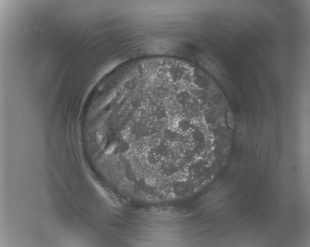 X0000062170626200512231627