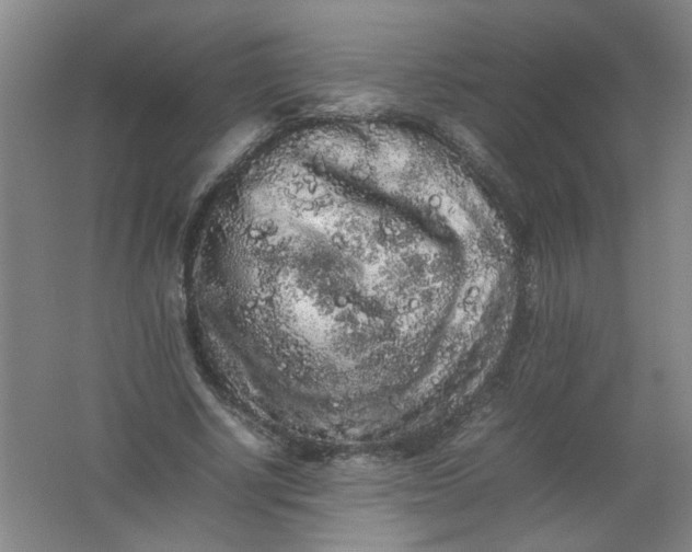 X0000062170634200512231627