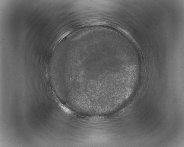 X0000062170889200512231623