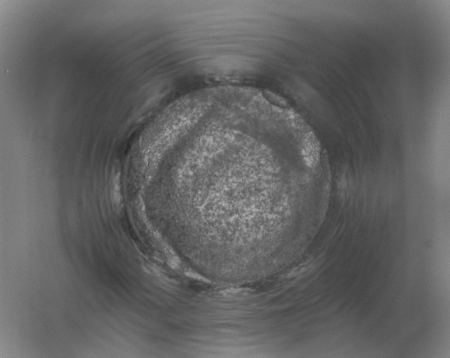 X0000062171060200512231620