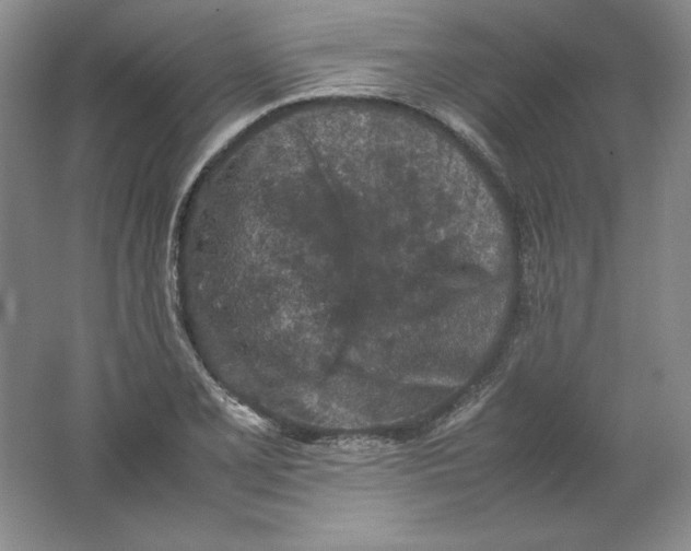 X0000062171077200512231620