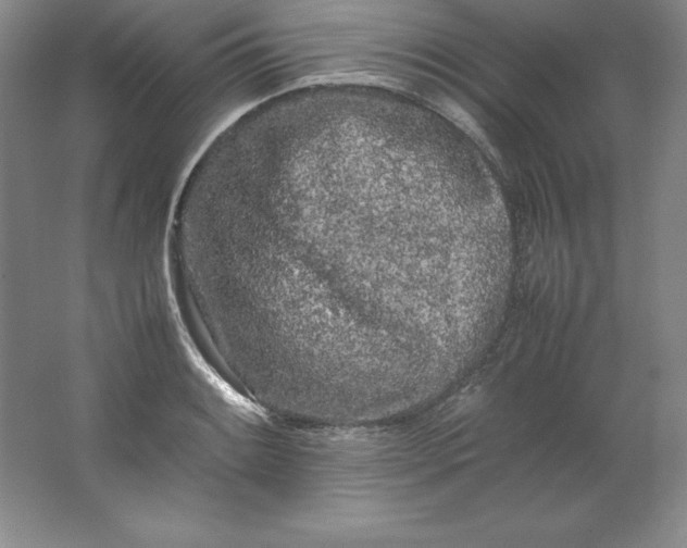 X0000062171084200512231619