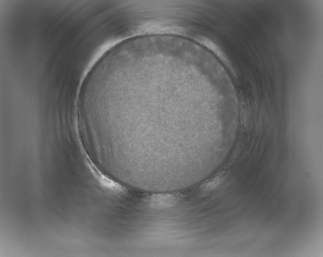 X0000062171094200512231619