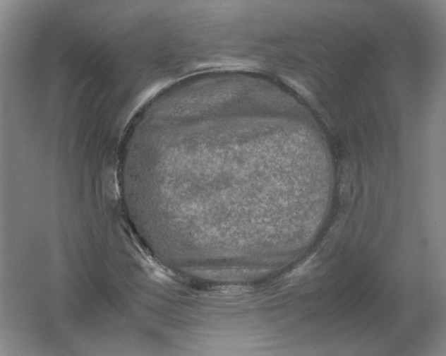 X0000062171163200512231618