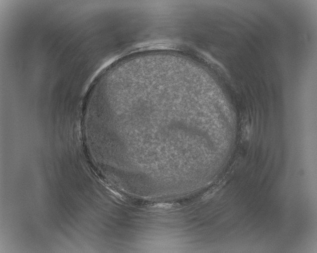 X0000062171166200512231618