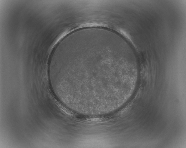 X0000062171173200512231618