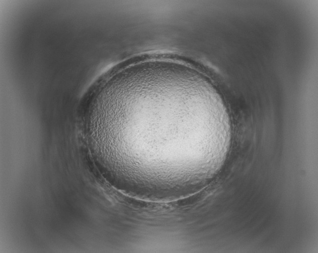 X0000062171255200512231616