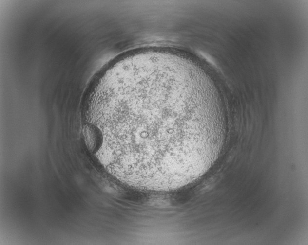 X0000062171267200512231616