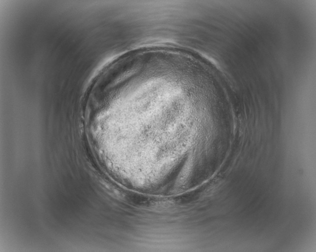 X0000062171363200512231615