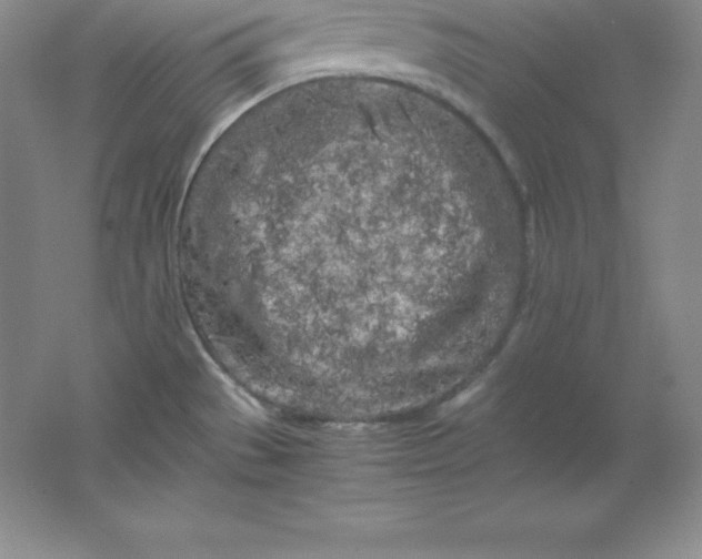 X0000062171529200512231612