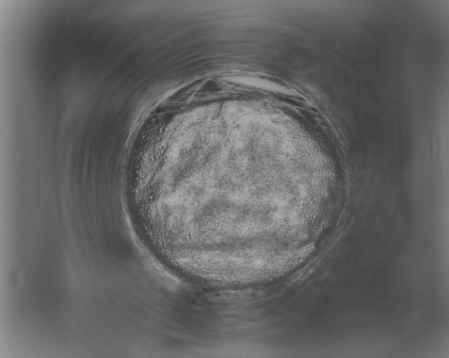 X0000062170049200512301656