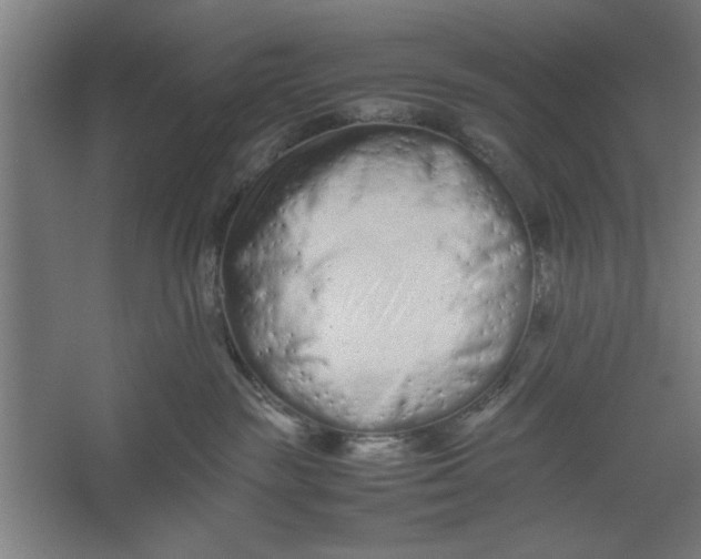 X0000062170189200512301655