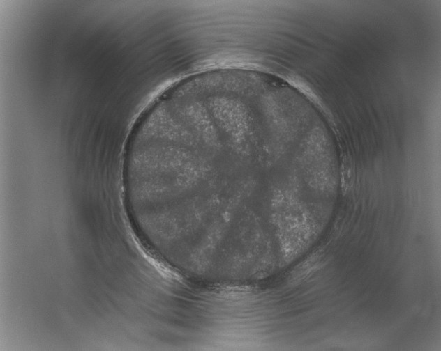 X0000062170438200512301649