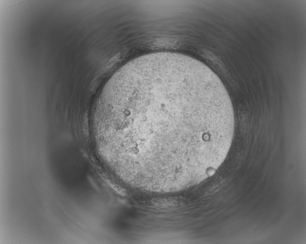 X0000062170729200512301644