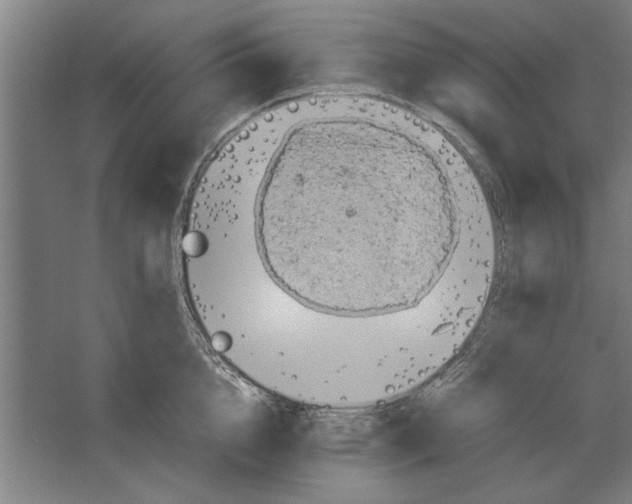 X0000062170856200512301643