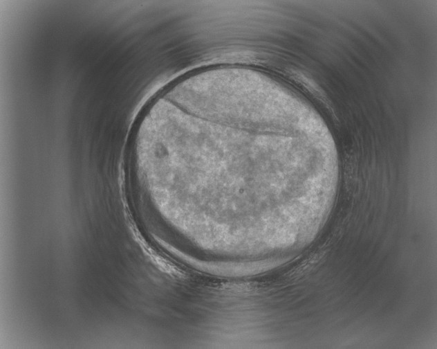 X0000062170944200512301642