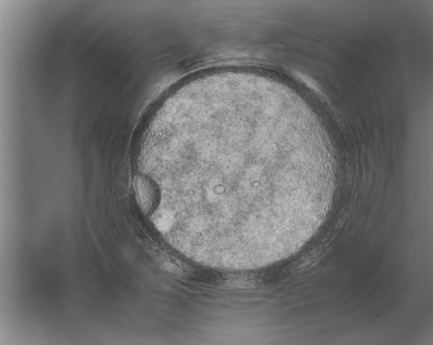 X0000062171267200512301636