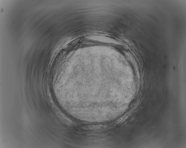 X0000062170049200601061051