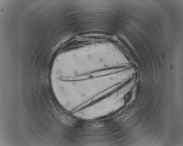X0000062170443200601061045