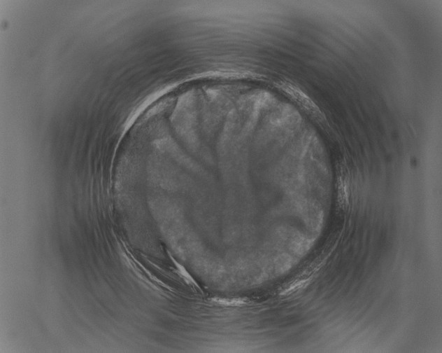X0000062170484200601061044