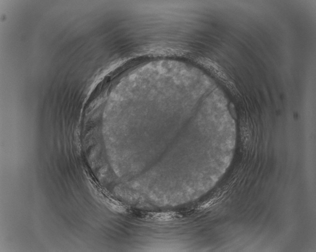 X0000062170488200601061044