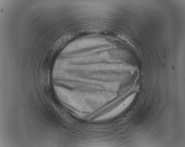 X0000062170685200601061041