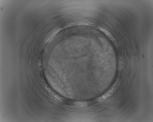 X0000062170977200601061036