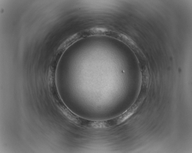 X0000062600762200512211110