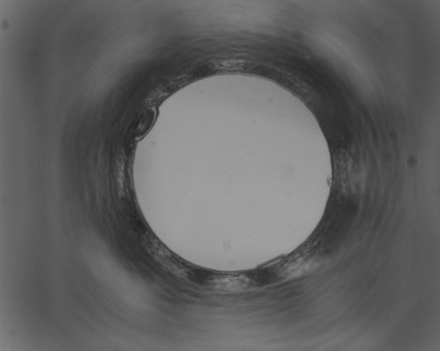 X0000062600525200601110946