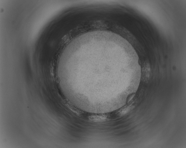 X0000062600765200601110942