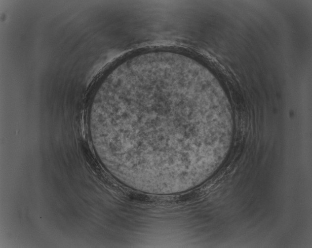 X0000062601262200601110933