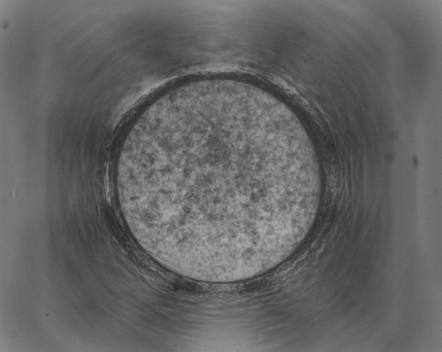 X0000062601262200601181555
