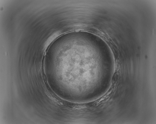 X0000062610099200512211147