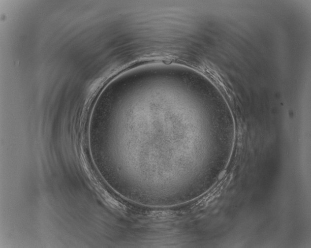 X0000062610145200512211146