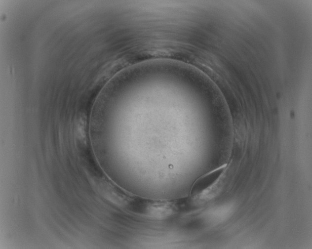 X0000062610175200512211146