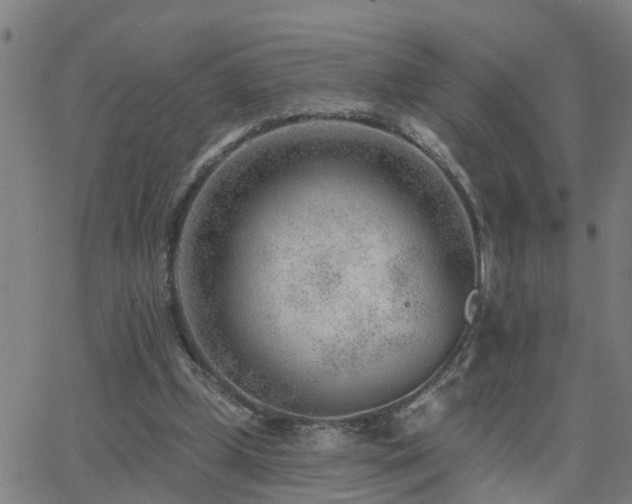 X0000062610249200512211144