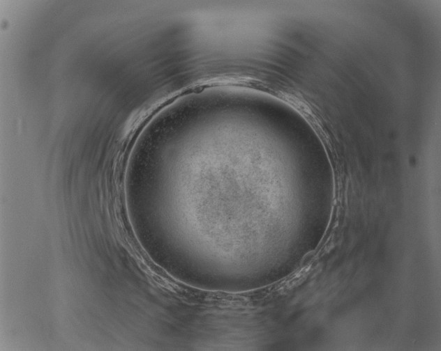 X0000062610337200512211142