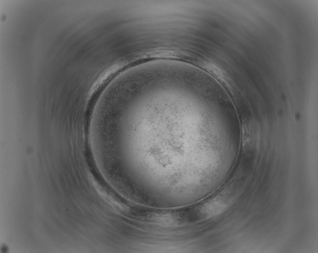 X0000062610349200512211142