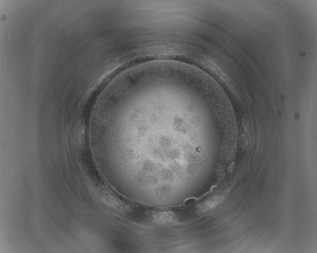 X0000062610355200512211143